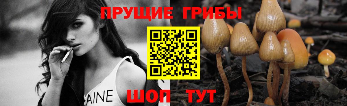 Галлюциногенные грибы Psilocybine cubensis Выборг
